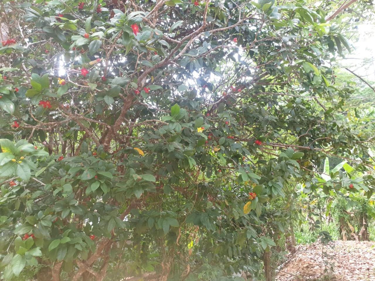 Dillenia Canopy Mirissa Exterior photo
