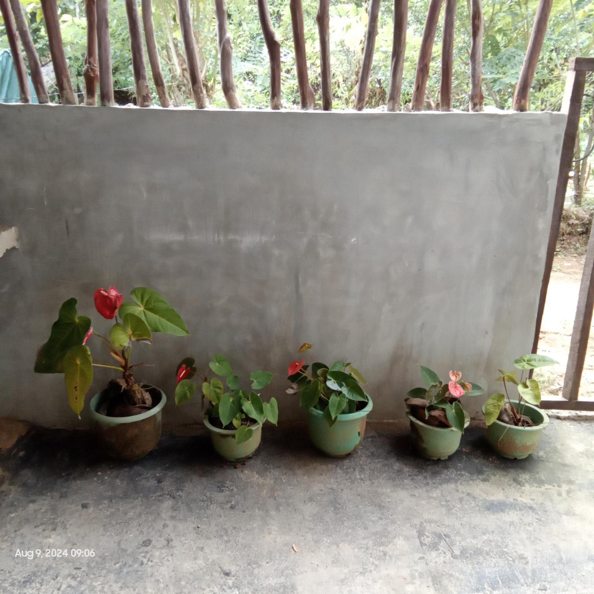 Dillenia Canopy Mirissa Exterior photo
