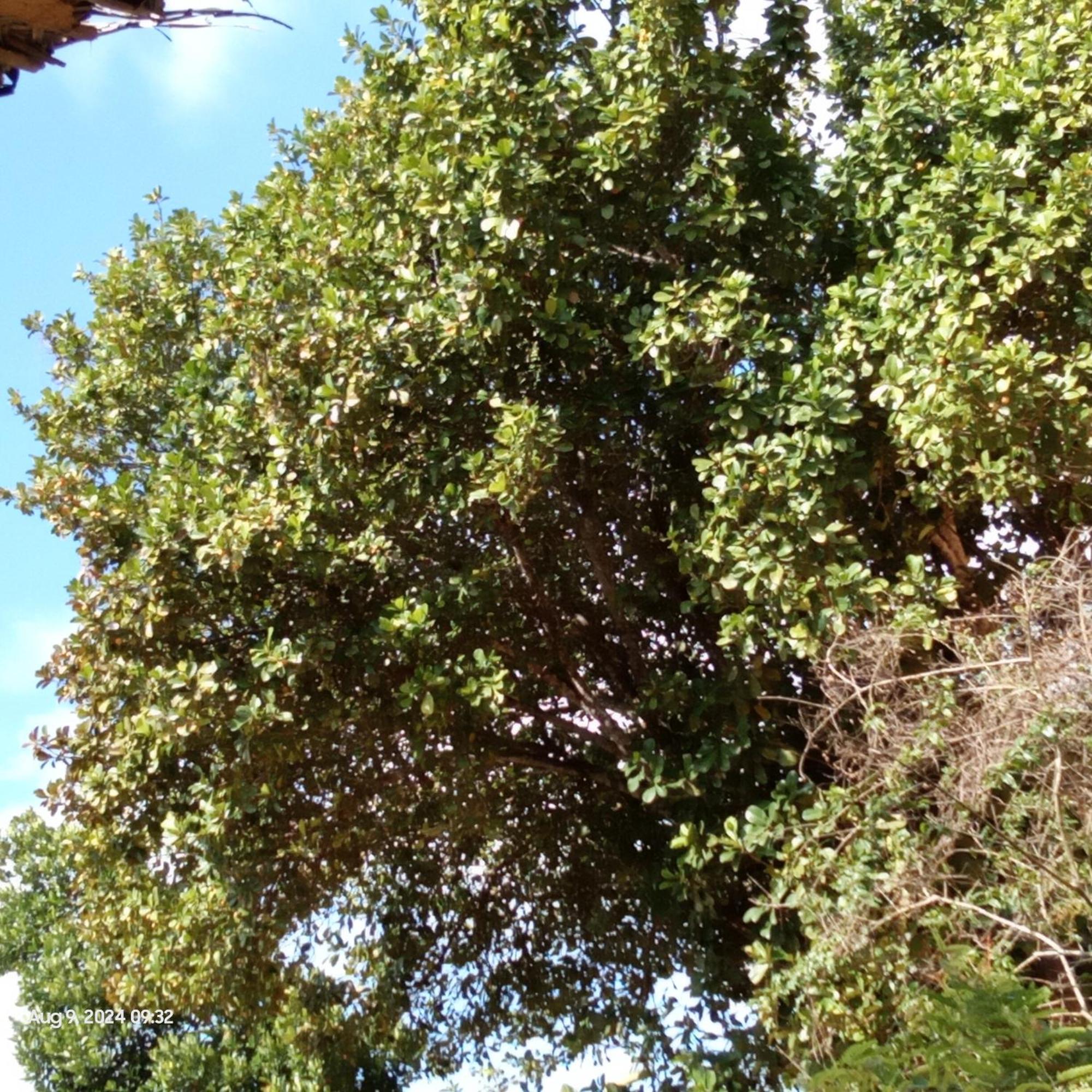 Dillenia Canopy Mirissa Exterior photo