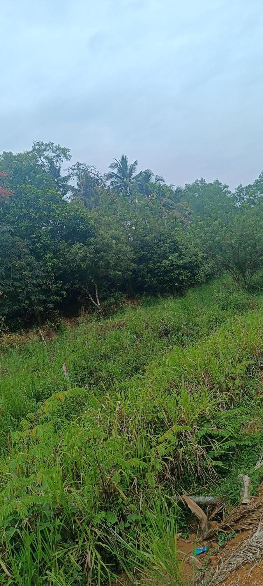 Dillenia Canopy Mirissa Exterior photo
